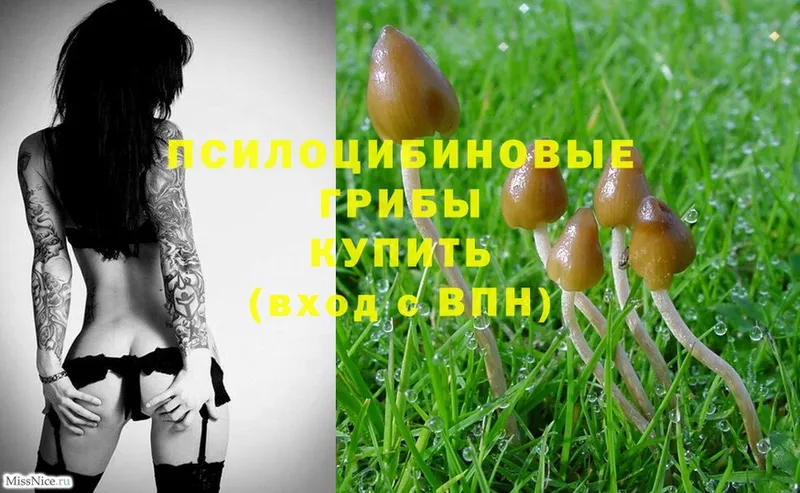 Галлюциногенные грибы Magic Shrooms  купить закладку  Десногорск 